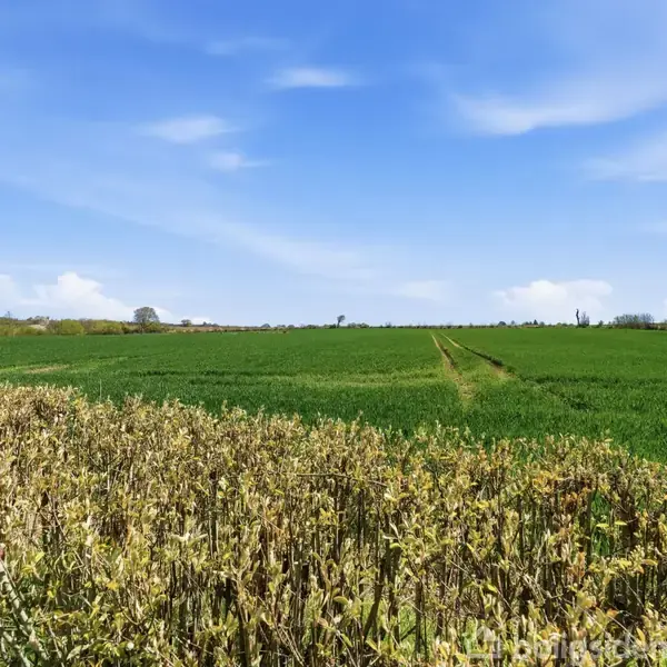 Grøn mark strækker sig mod horisonten under en blå himmel med få skyer. Den forreste del domineres af halvvisne planter, og markerede spor ses i afstanden.