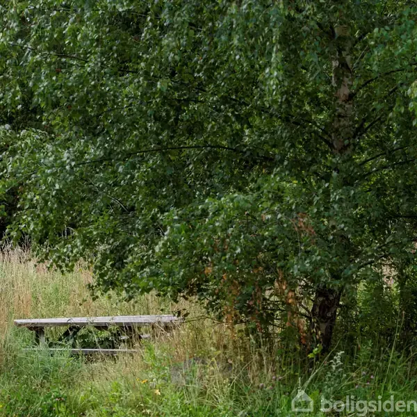 Et træ står ved siden af en picnicbænk omgivet af højt græs i et naturligt område med tæt vegetation.