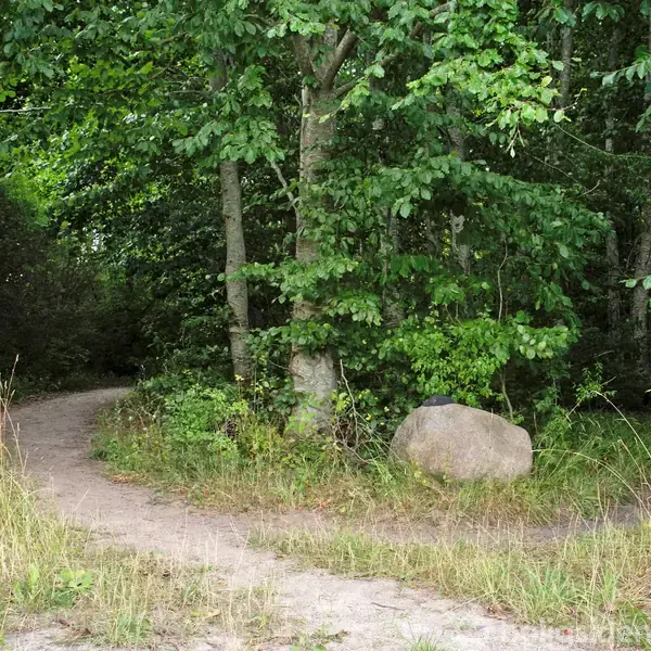 En jordsti slynger sig gennem en tæt skov. På stien står et stort, glat klippeblok, omgivet af højt græs og frodig vegetation. Skovens tætte løv danner en grøn tunnel.