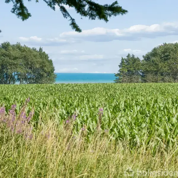 En grøn mark strækker sig frem mod en horisont med en blå himmel og hav i baggrunden. Trægrupper omkranser området. Forgrunden har vilde blomster og højt græs.