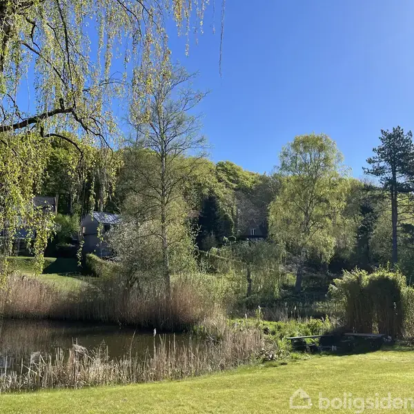 En lille dam omgivet af græs, træer og buske, der viser en rolig haveomgivelser under en klar blå himmel. Bjerke med nyudsprungne blade hænger ind over vandet.