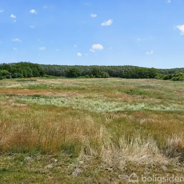 Græsmark vokser stille under en blå himmel med spredte skyer, omgivet af en skov i horisonten. Atmosfæren er rolig og naturlig.