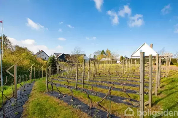 Vinranker er plantet i rækker understøttet af træstolper; de vokser på en skrånende græsmark. I baggrunden ses flere huse under en klar blå himmel.
