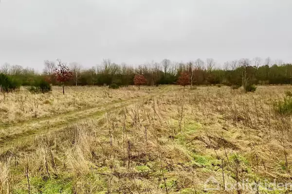En åben mark med spredte, tørre græsstrå og enkelte små træer står i et vinterligt landskab under en overskyet himmel. I baggrunden ses en række højere træer.