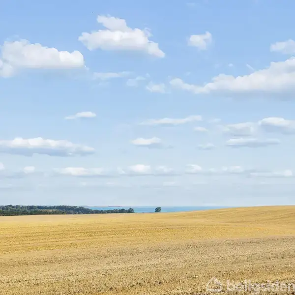 En gylden mark strækker sig mod horisonten under en klar blå himmel med spredte skyer; i baggrunden ses træer og en smal stribe vand.