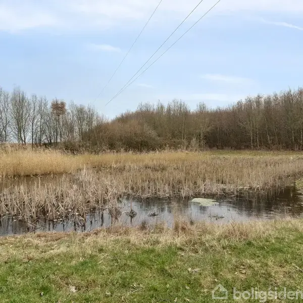 En lille dam omkranset af høje siv og græs vokser i forgrunden, omgivet af en skovkant med nøgne træer under en klar, blå himmel med ledninger svævende over.