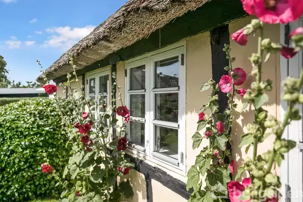 Bindingsværkshus med stråtag har en række hvide vinduer. Stolte kavalerer blomstrer langs væggen. Detaljerede, blomstrende planter skaber en idyllisk haveatmosfære på en solrig dag.