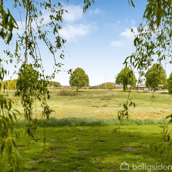 Grene hænger nedad fra et træ. I baggrunden er der en åben, grøn græsmark med enkelte træer spredt ud under en klar blå himmel.