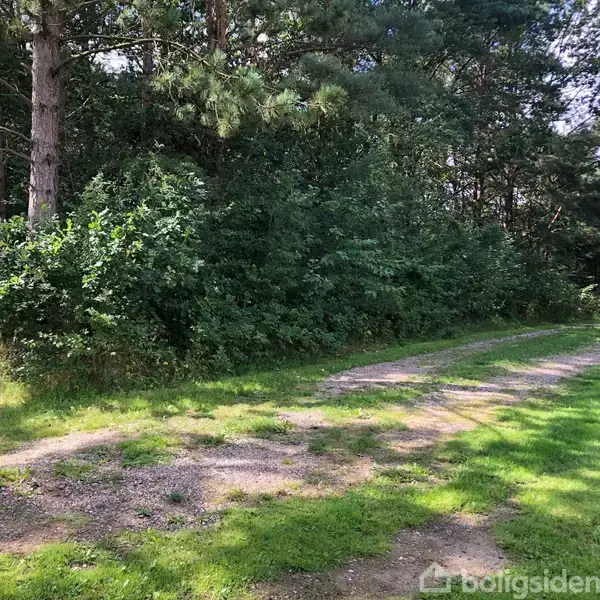 Grusvej snor sig gennem skovområde med tæt bevoksning og høje træer til venstre. Sollys skinner ned og skaber skygger på græsset langs vejen.