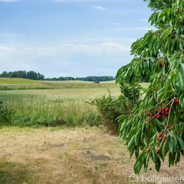 Et kirsebærtræ fyldt med røde bær hænger ind over en grøn eng. Baggrunden viser bløde bakker og en lyseblå himmel.