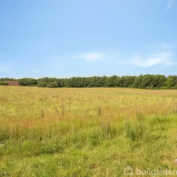 En stor, åben mark med højt græs og vilde blomster strækker sig mod en række træer i horisonten under en klar blå himmel.