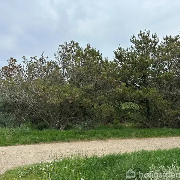 Vejen strækker sig gennem et grønt område med tætte træer og buske i baggrunden, under en overskyet himmel. Græsset er frodigt omkring vejkanten. Ingen tekst fundet.