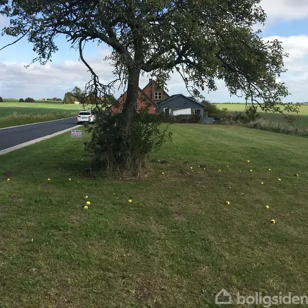 Et træ står på en græsplæne foran et hus på landet. Små gule frugter ligger på jorden. En asfalteret vej løber ved træet. Et skilt ved vejen siger: "Adgang forbudt."