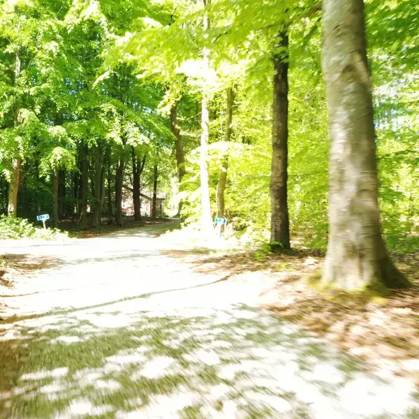 Stien snor sig gennem en tæt skov, badet i sollys, med høje træer på begge sider. Løvet skaber et grønt tag, og lyspletter danser på jorden. Ingen tekst til stede.