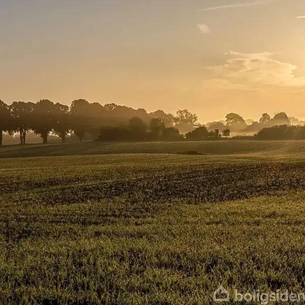 En stor grøn mark oplyst af den opgående sol skaber et gyldent skær. I baggrunden ses en række træer, der danner en horisontlinje under en klar himmel.
