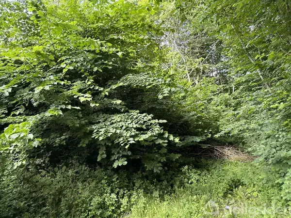 Tæt grønt løv fylder billedet, omgivet af en skovbevoksning. Der er ingen synlig sti, og området ser frodigt og ubegrænset ud.