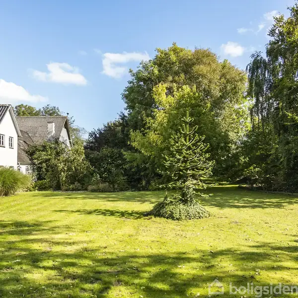 Et lille træ står isoleret på en grøn græsplæne foran et hvidt hus med sort tag. Baggrunden er præget af tætte buske og træer under en klar blå himmel.