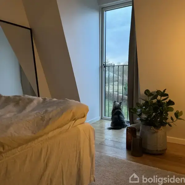 En lille hund sidder ved en balkon dør og kigger ud. Ved siden af står en grøn plante, og i forgrunden er en del af en seng synlig.