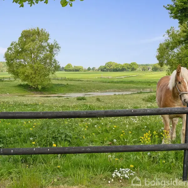 En lys hest står ved en sort træhegn, græsser på en blomsterfyldt mark. I baggrunden er grønne træer og en åben, grøn eng under en blå himmel.