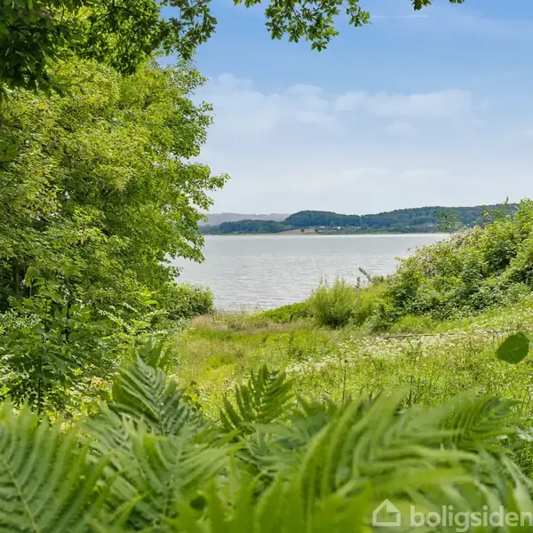 Stor træ omkranset af frodige bregner og græsser, med udsigt til en rolig sø eller fjord i baggrunden, omkranset af skovklædte bakker under en blå himmel.