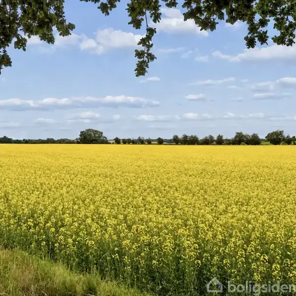 Et stort gult rapsmark strækker sig under en blå himmel med spredte skyer. Over marken hænger grønne grene, og der ses træer i horisonten.