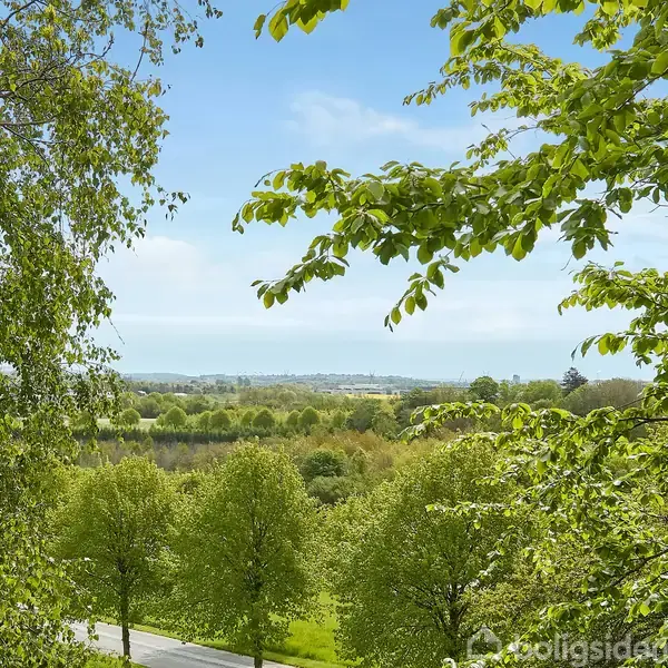 Træer med grønne blade står stille i en frodig, skovklædt landskab, mens en vej løber gennem forgrunden under en klar blå himmel.