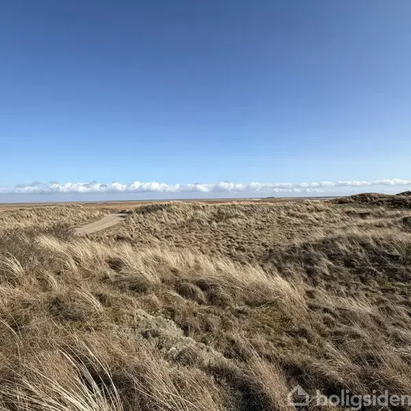 Græs bevæger sig i vinden på en sandet klit, med udsigt til en blå himmel og havet i horisonten.