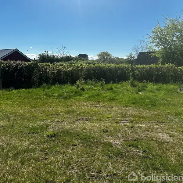 Græsplæne med frodig græs omgivet af buske, overskygget af en blå himmel. I baggrunden er der et rødt hus med mørkt tag.