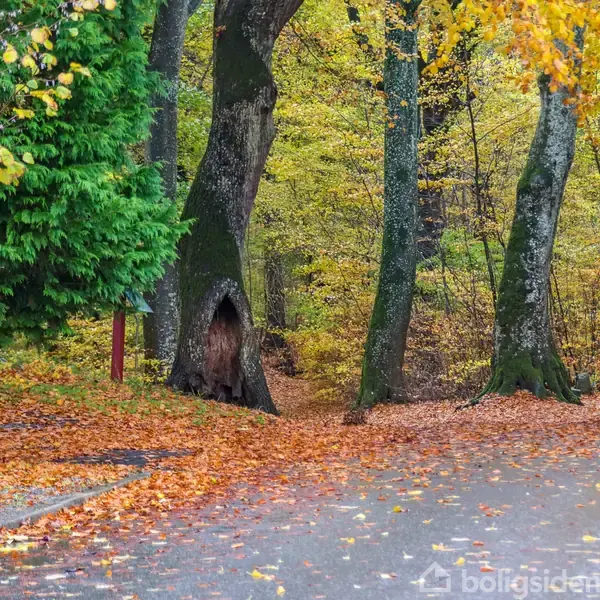 Et gammelt træ med et hul i stammen står langs en bladebelagt sti i en efterårsskov fyldt med grønne og gyldne farver. En lygtepæl ses til venstre.