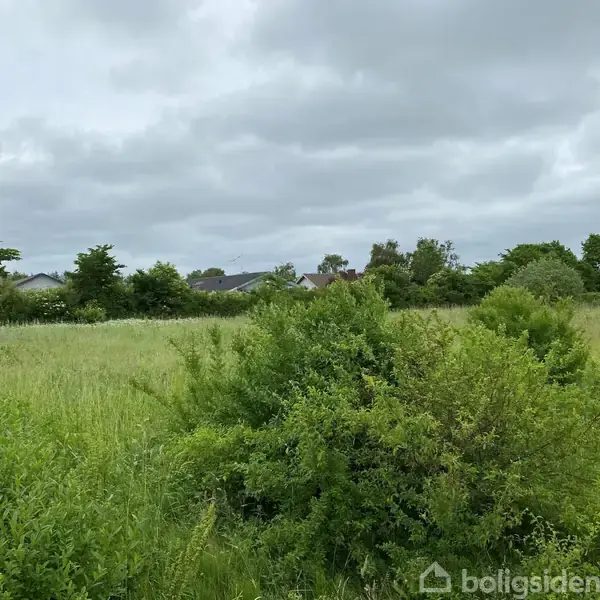 En grøn busk står foran i et åbent græsareal under en overskyet himmel. I baggrunden ses flere huse omgivet af træer og buske.