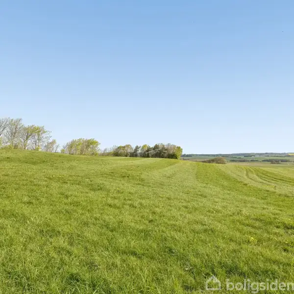 En grøn mark strækker sig ud i horisonten uden nogen objekter eller mennesker. Træer står i kanten under en klar, blå himmel.
