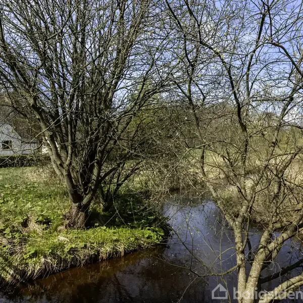 Et stort træ står ved bredden af en stilleflydende å i et grønt område. En hvid bygning ses i baggrunden omgivet af buskads og blå himmel.