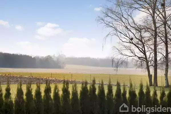 Et træ står bladløst i en åben mark, omkranset af et hegn og skov i baggrunden, mens himlen er blå med få skyer i horisonten.