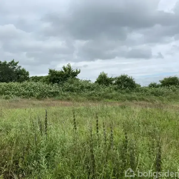 En græsmark med spredte vilde urter strækker sig ud foran en række buske og træer. Over marken er himlen skyet med grå skyer, hvilket giver en rolig atmosfære.