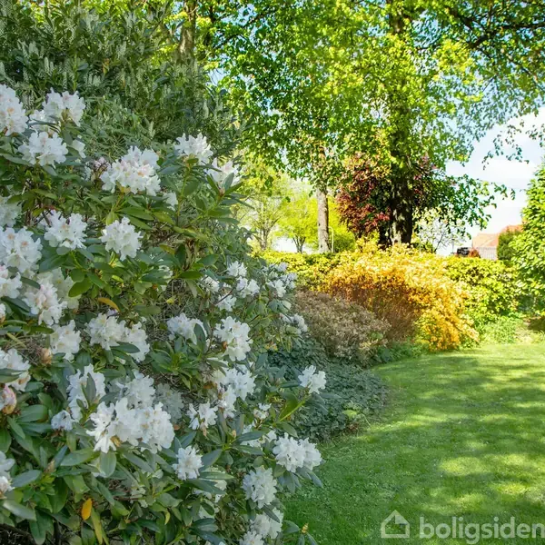 Busk med hvide blomster blomstrer i en frodig have. Grønne træer kaster skygger på den velplejede græsplæne. Farverige buske står i baggrunden under en klar blå himmel.