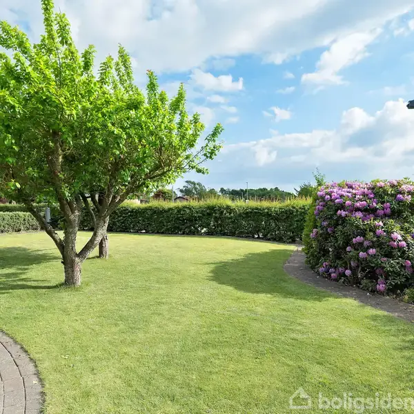 Træ med grønne blade står stille på en velplejet græsplæne. Omgivet af små buske og blomstrende rhododendron i en have på en solrig dag med blå himmel og skyer.