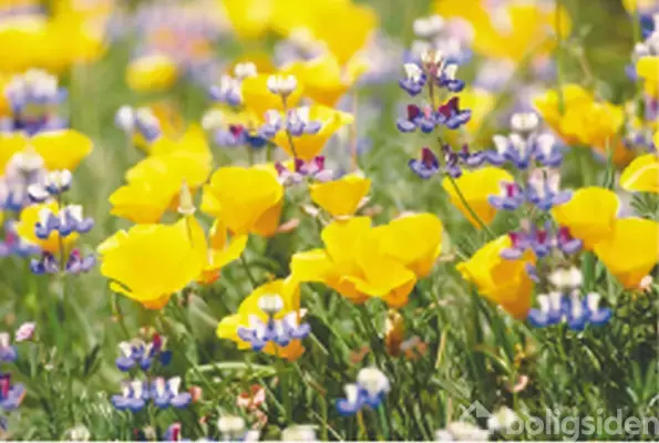 Helårsgrund på Rasmus Larsens Vænge 8, 8300 Odder