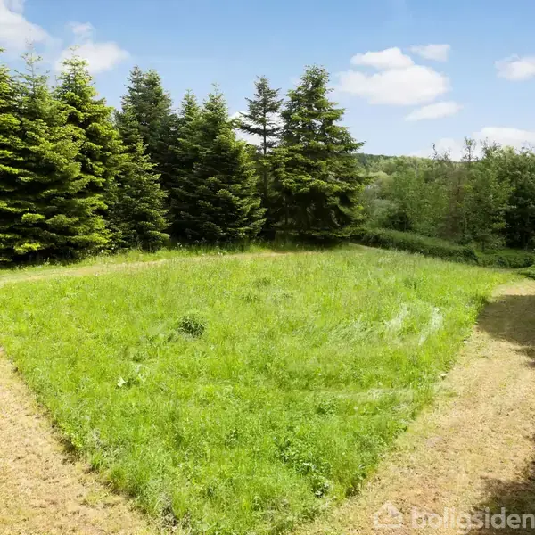 Græsmarken er omgivet af tætstående grantræer, der står stille i en skov. Himlen er blå med nogle skyer i baggrunden.