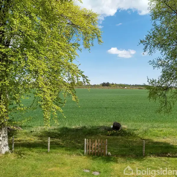 To store træer med lysegrønne blade står i en have. Græsplæne strækker sig mod et stort, grønt marklandskab under en blå himmel med skyer.