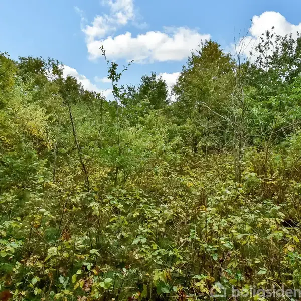 Buskads vokser tæt, omkranset af frodig skov. Blå himmel med skyer ses i baggrunden, hvilket skaber en naturlig atmosfære.