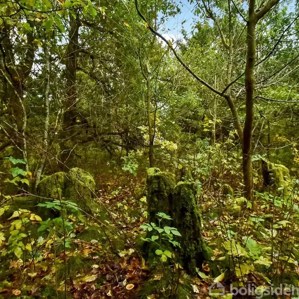 En tæt bevokset skovbund med mosdækkede træstubbe, omgivet af tætte træer og buske. Sollys filtrerer gennem de grønne blade, hvilket skaber et naturligt, roligt miljø.