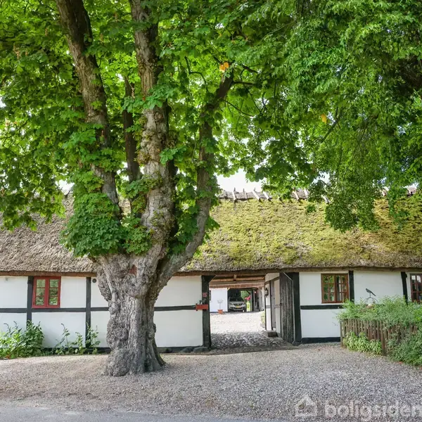 Bindingsværkshus med stråtag står under store, frodige træer. Huset har hvide vægge, synlige bjælker og røde vinduer. Et grusområdeforan huset skaber en rustik atmosfære.