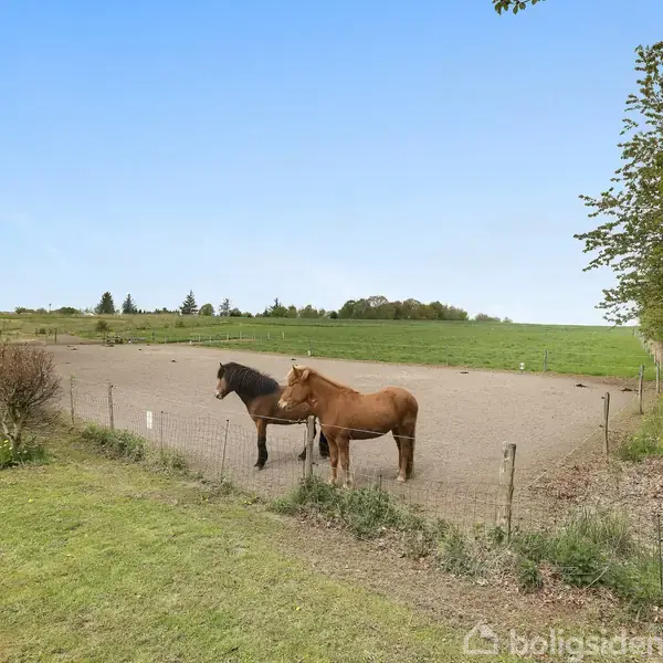 To heste står stille i en indhegnet sandet fold, omkranset af græs og træer under en klar blå himmel.