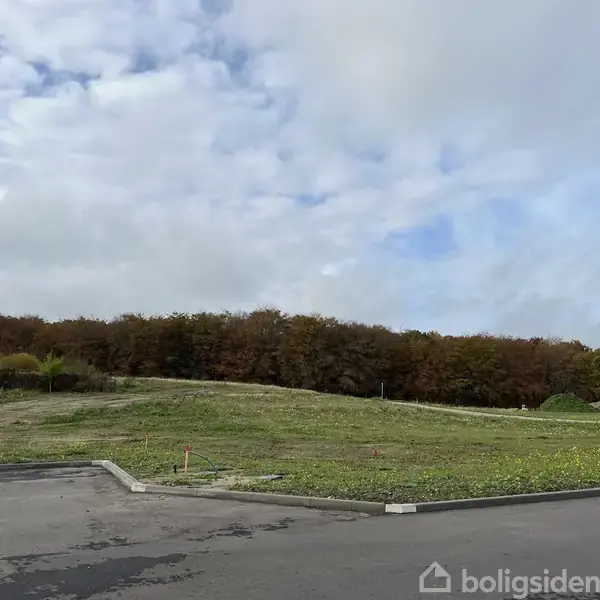 Græsmark ligger stille foran en tæt bevokset skov under en blåhimmel med skyer, omgivet af en asfalteret vej forrest i billedet.