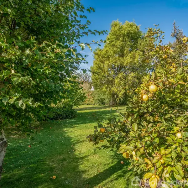 Træer fyldt med grønne blade og modne æbler står stille i en solrig have med grøn græsplæne, omgivet af buske og mere vegetation under en klar, blå himmel.