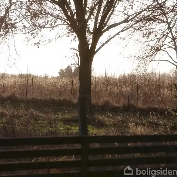 Et træ står roligt i en mark, omgivet af højt græs og en trægærde, der markerer grænsen. I baggrunden ses en lys himmel og træernes nøgne grene om vinteren.