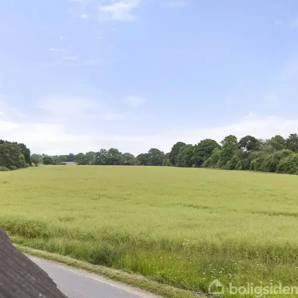 En mark med højt græs strækker sig over et åbent landskab, omkranset af træer i baggrunden under en klar blå himmel. En vej ses langs kanten af marken.