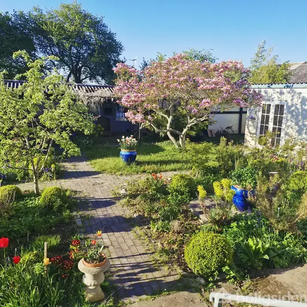 Havehus med blomstrende træer og buske omkranser en brolagt sti. Farverige blomster, herunder røde tulipaner, dekorerer haven. Det lyse hus i baggrunden har hvide vinduer og en blå krukke.