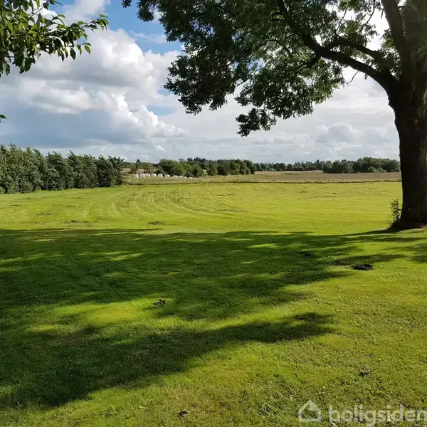 En stor, enkeltstående træ kaster skygger på en nyklippet græsplæne, omgivet af marker og skov i baggrunden under en skyet himmel.