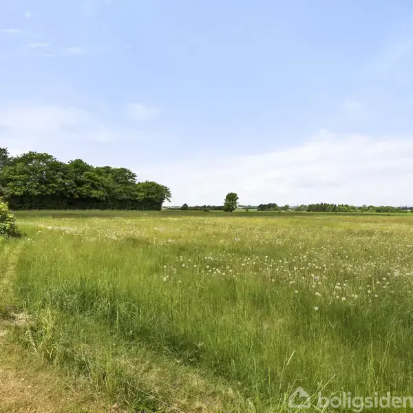 En grøn mark er fyldt med højt græs og blomster, omgivet af træer i horisonten under en klar, blå himmel.